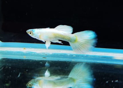 Assorted Elephant Ear Guppy (Males) Dumbo - Nano Tanks Australia Aquarium Shop