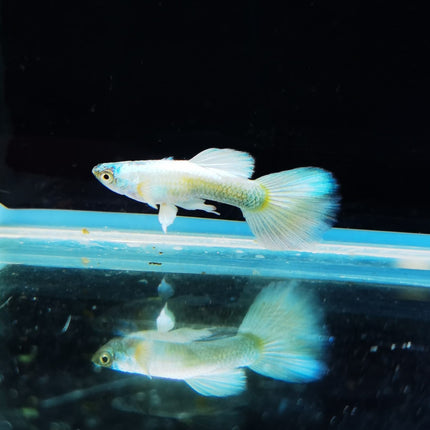 Assorted Elephant Ear Guppy (Males) Dumbo - Nano Tanks Australia Aquarium Shop