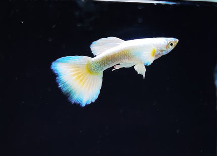 Assorted Elephant Ear Guppy (Males) Dumbo - Nano Tanks Australia Aquarium Shop