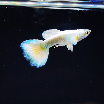 Assorted Elephant Ear Guppy (Males) Dumbo - Nano Tanks Australia Aquarium Shop