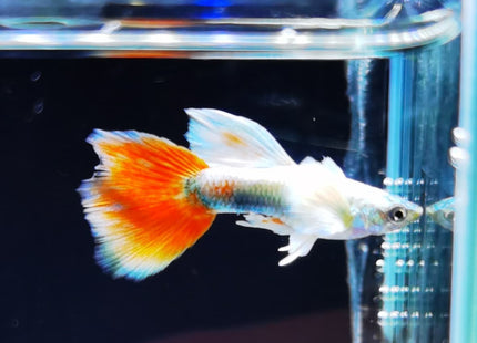 Assorted Elephant Ear Guppy (Males) Dumbo - Nano Tanks Australia Aquarium Shop