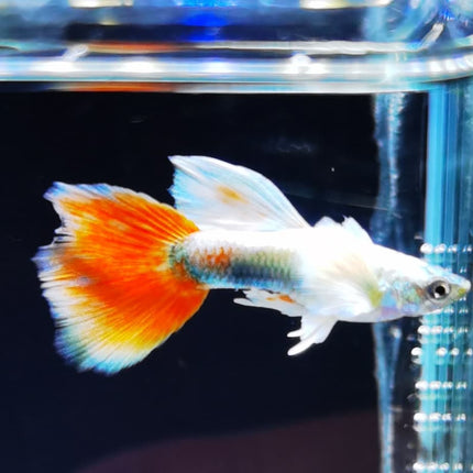 Assorted Elephant Ear Guppy (Males) Dumbo - Nano Tanks Australia Aquarium Shop