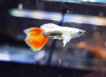 Assorted Elephant Ear Guppy (Males) Dumbo - Nano Tanks Australia Aquarium Shop