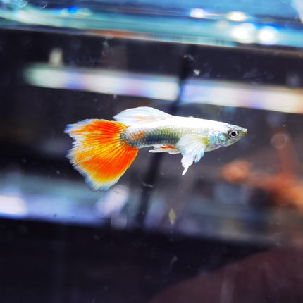 Assorted Elephant Ear Guppy (Males) Dumbo - Nano Tanks Australia Aquarium Shop