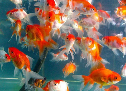 Assorted Fantail 5cm - Nano Tanks Australia Aquarium Shop