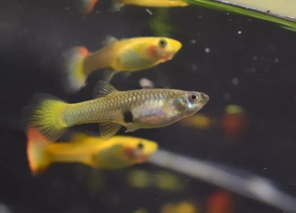 Assorted Guppy - Nano Tanks Australia Aquarium Shop