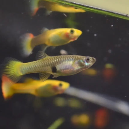 Assorted Guppy - Nano Tanks Australia Aquarium Shop
