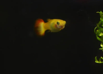 Assorted Guppy - Nano Tanks Australia Aquarium Shop