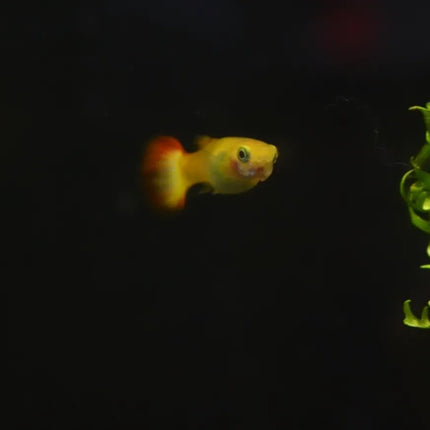 Assorted Guppy - Nano Tanks Australia Aquarium Shop