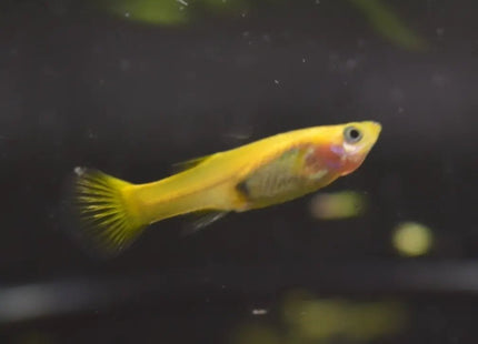 Assorted Guppy - Nano Tanks Australia Aquarium Shop