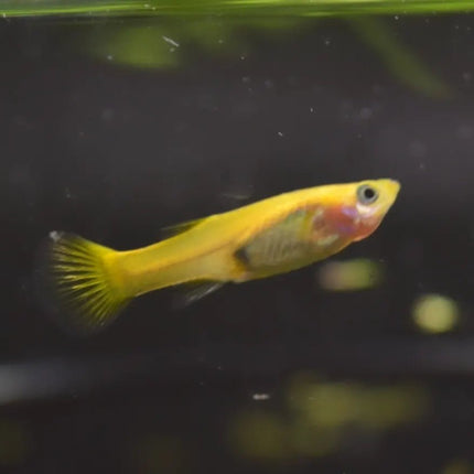 Assorted Guppy - Nano Tanks Australia Aquarium Shop