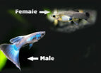 Male