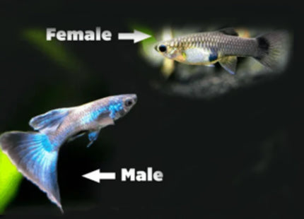 Assorted Guppy - Nano Tanks Australia Aquarium Shop