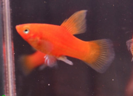 Assorted Hi Fin Platy - Nano Tanks Australia Aquarium Shop
