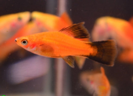 Assorted Hi Fin Swordtail - Nano Tanks Australia Aquarium Shop