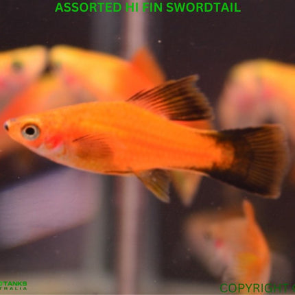 Assorted Hi Fin Swordtail - Nano Tanks Australia Aquarium Shop