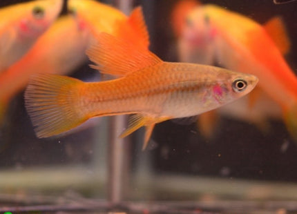Assorted Hi Fin Swordtail - Nano Tanks Australia Aquarium Shop