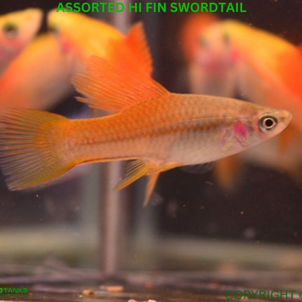 Assorted Hi Fin Swordtail - Nano Tanks Australia Aquarium Shop