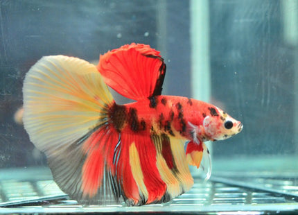 Assorted Koi Halfmoon Betta - Nano Tanks Australia Aquarium Shop