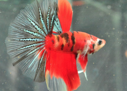 Assorted Koi Halfmoon Betta - Nano Tanks Australia Aquarium Shop