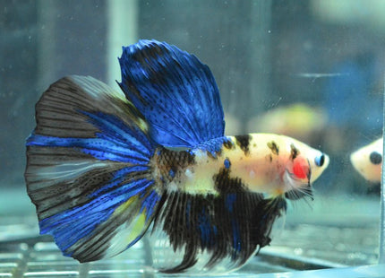 Assorted Koi Halfmoon Betta - Nano Tanks Australia Aquarium Shop