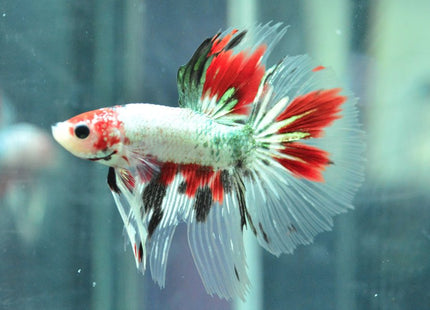 Assorted Koi Halfmoon Betta - Nano Tanks Australia Aquarium Shop