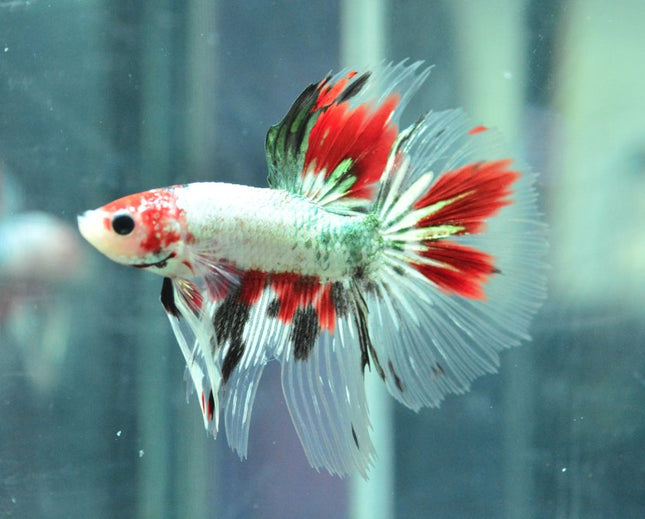 Assorted Koi Halfmoon Betta - Nano Tanks Australia Aquarium Shop