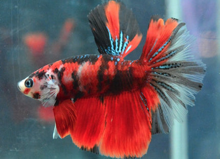 Assorted Koi Halfmoon Betta - Nano Tanks Australia Aquarium Shop