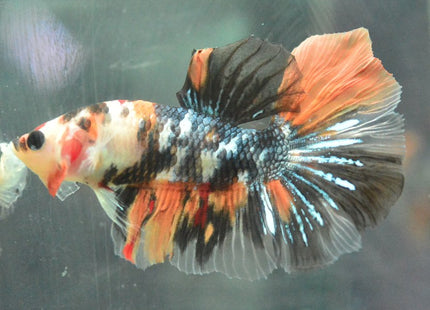 Assorted Koi Halfmoon Betta - Nano Tanks Australia Aquarium Shop