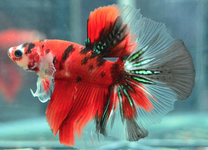 Assorted Koi Halfmoon Betta - Nano Tanks Australia Aquarium Shop