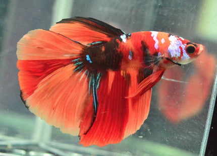 Assorted Koi Halfmoon Betta - Nano Tanks Australia Aquarium Shop