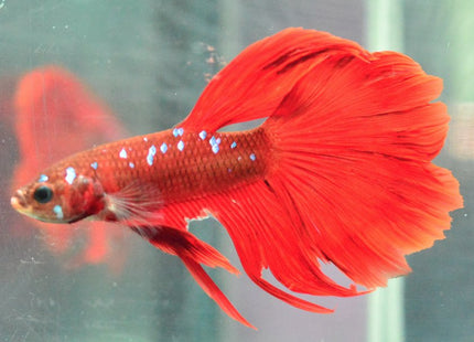 Assorted Koi Halfmoon Betta - Nano Tanks Australia Aquarium Shop