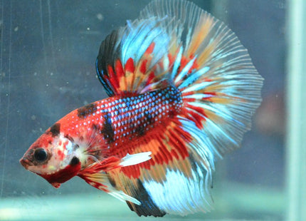 Assorted Koi Halfmoon Betta - Nano Tanks Australia Aquarium Shop