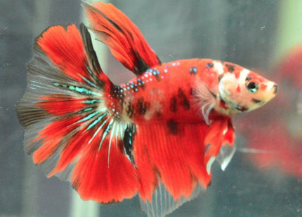 Assorted Koi Halfmoon Betta - Nano Tanks Australia Aquarium Shop