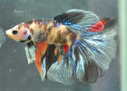 Assorted Koi Halfmoon Betta - Nano Tanks Australia Aquarium Shop