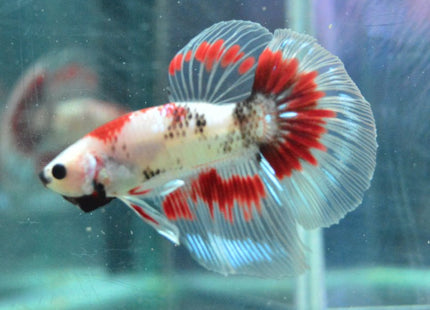 Assorted Koi Halfmoon Betta - Nano Tanks Australia Aquarium Shop