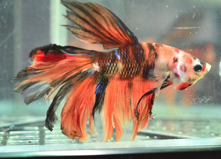 Assorted Koi Halfmoon Betta - Nano Tanks Australia Aquarium Shop