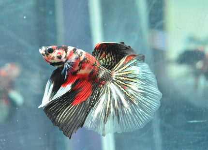 Assorted Koi Halfmoon Betta - Nano Tanks Australia Aquarium Shop
