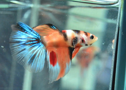 Assorted Koi Halfmoon Betta - Nano Tanks Australia Aquarium Shop
