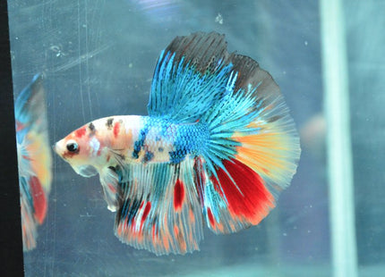 Assorted Koi Halfmoon Betta - Nano Tanks Australia Aquarium Shop