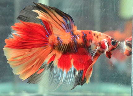 Assorted Koi Halfmoon Betta - Nano Tanks Australia Aquarium Shop