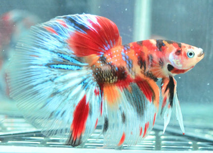 Assorted Koi Halfmoon Betta - Nano Tanks Australia Aquarium Shop