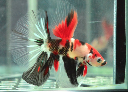 Assorted Koi Halfmoon Betta - Nano Tanks Australia Aquarium Shop