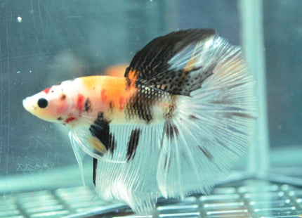 Assorted Koi Halfmoon Betta - Nano Tanks Australia Aquarium Shop