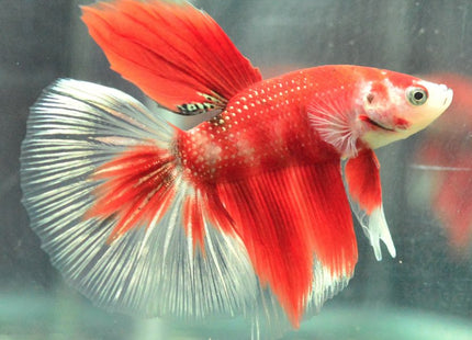 Assorted Koi Halfmoon Betta - Nano Tanks Australia Aquarium Shop