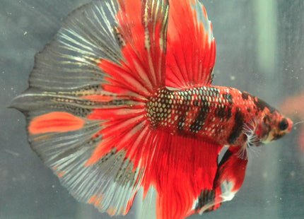 Assorted Koi Halfmoon Betta - Nano Tanks Australia Aquarium Shop