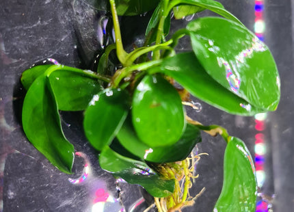 Assorted Large Anubias - Nano Tanks Australia Aquarium Shop