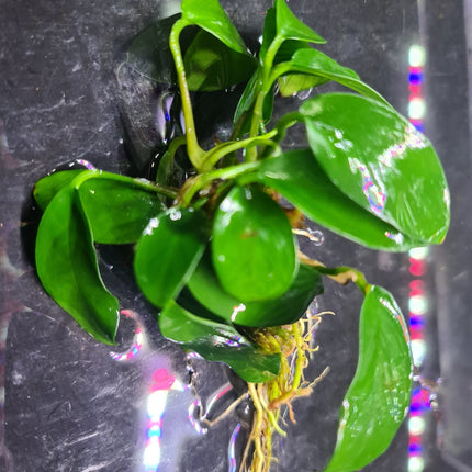 Assorted Large Anubias - Nano Tanks Australia Aquarium Shop
