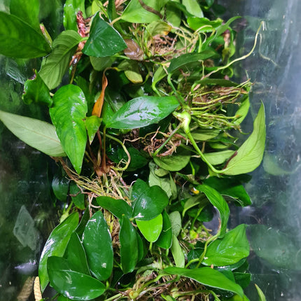 Assorted Large Anubias - Nano Tanks Australia Aquarium Shop