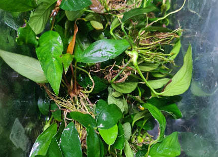 Assorted Medium Anubias - Nano Tanks Australia Aquarium Shop